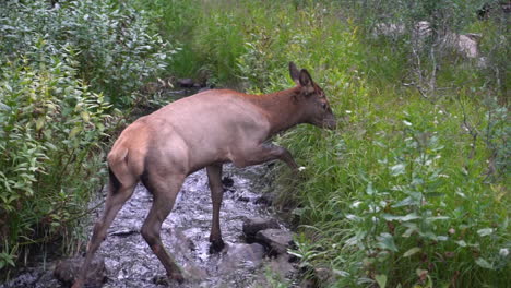 Young-Mule-Deer-Crossing-Creek-in-Wilderness-of-Rocky-Mountain,-Colorado,-USA