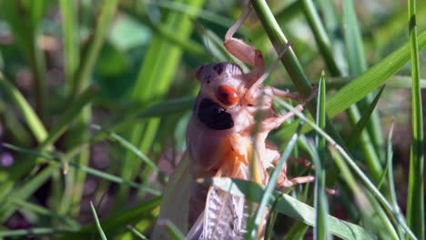 A-close-up-head-shot-of-a-seventeen-year-cicada-on-a-blade-of-grass
