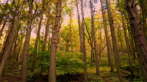 Beautiful-smooth-autumnal-forest-video-in-the-Appalachian-mountains-with-tall-trees-and-golden-light-on-a-beautiful-day