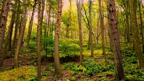 Wunderschönes,-Glattes-Herbstwaldvideo-In-Den-Appalachen-Mit-Hohen-Bäumen-Und-Goldenem-Licht-An-Einem-Schönen-Tag