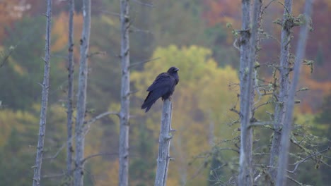 Beautiful-Raven-Perched-On-A-Dead-Tree-In-Algonquin-Provincial-Park