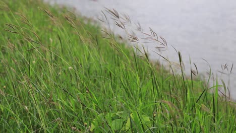 Close-up-Of-Long-Grass-Blowing-in-the-Wind-Along-the-Reservoir-Embankment-at-Kaeng-Kranchan-in-Thailand