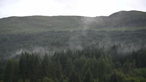 Statische-Aufnahme-Von-Nebel,-Der-Nach-Einem-Sommerregen-Aus-Dem-Wald-Aufsteigt