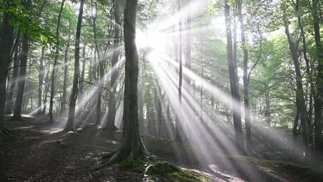 Dolly-Vorwärtsaufnahme-Der-Gleißenden-Sonne-Im-Magischen-Wald-Mit-Hohen-Bäumen-Im-Herbst