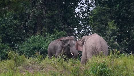 Serious-encounter-of-these-two-full-grown-Elephants,-the-one-with-more-black-in-colour-backs-off,-while-the-other-one's-intimidation-works