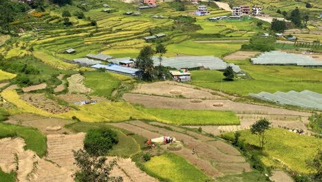 A-high-angle-view-of-a-beautiful-valley-filled-with-rice-fields-and-people-taking-in-the-harvest