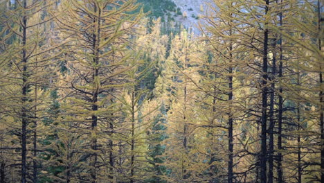 Larch-Forest-in-Autumn