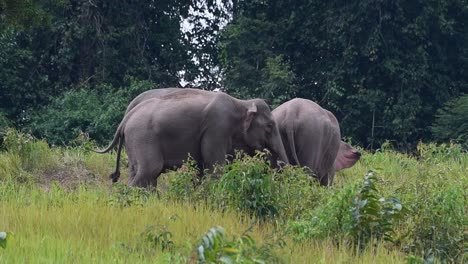 One-facing-to-the-right,-the-other-tail-swinging,-tall-grass,-Indian-Elephant,-Elephas-maximus-indicus,-Thailand