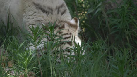 Bleached-tiger-sneaking-through-thick-vegetation---hand-held-tracking-shot