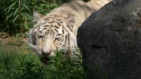 Weißer-Bengalischer-Tiger,-Der-Auf-Kadaver-Kaut---Statische-Nahaufnahme-In-4k