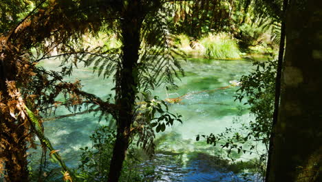 árboles-De-Helecho-Tropical-En-Primer-Plano-Y-Río-Tarawera-Que-Fluye-Tranquilo-Durante-La-Luz-Del-Sol-En-Verano---Exploración-De-La-Naturaleza-De-Nueva-Zelanda