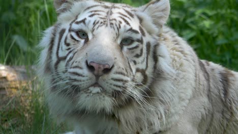 Zeitlupe-Des-Hungrigen-Weißen-Bengalischen-Tigers,-Der-Seinen-Mund-Im-Gras-Leckt