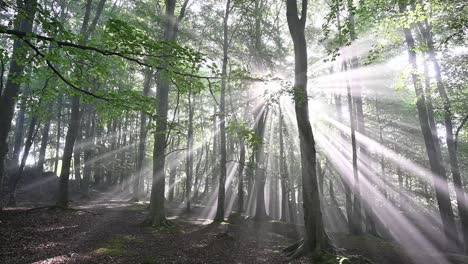 Schieberegleraufnahme-Des-Waldes-Mit-Erstaunlichen-Sonnenstrahlen,-Die-Durch-Den-Nebel-Und-Die-Bäume-Scheinen