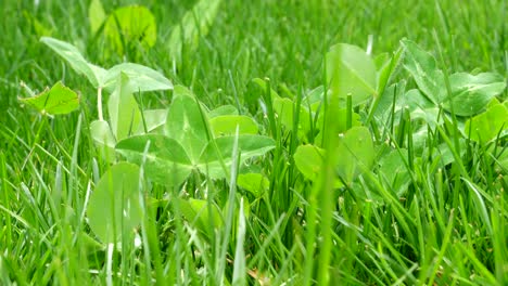 A-mix-of-clover-blowing-in-the-breeze-in-the-lawn