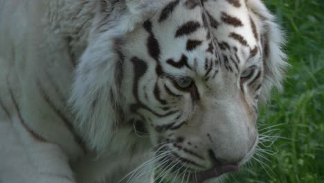 Super-slow-motion-of-hungry-white-tiger--Close-up-tracking-shot