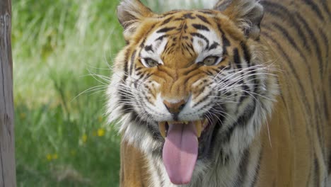 Angry-Bengal-tiger-roars-straight-at-the-camera