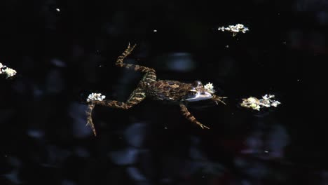 A-Cape-river-frog-floating-in-a-slow-moving-stream,-dark-background-and-close-up