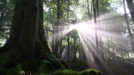 Slider-shot-of-forest-floor-with-amazing-sunrays-shining-through-the-mist-and-the-trees