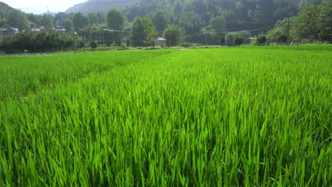 Rice-fields-in-the-south-in-summer
