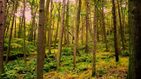 Wunderschönes,-Glattes-Herbstwaldvideo-In-Den-Appalachen-Mit-Hohen-Bäumen-Und-Goldenem-Licht-An-Einem-Schönen-Tag