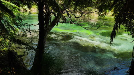 Río-Tarawera-De-Color-Verde-Cristalino-Que-Fluye-En-La-Densa-Jungla-De-Nz