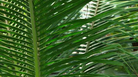 Coconut-Tree-In-Sri-Lanka---Tropical-Palm-Tree-Leaves-Blowing-In-The-Wind