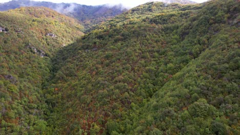 Wald-Mit-Braungrünen-Bäumen-Am-Hang-Des-Dampfenden-Nebels-Im-Herbst