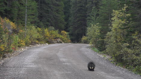 North-American-Porcupine-Walking-on-Road-in-Yoho-National-Park,-Canada,-British-Columbia,-Full-Frame