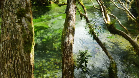 Clear-water-of-tropical-Tarawera-River-flowing-between-deep-jungle-trees-in-New-Zealand-during-sunny-day---Idyllic-landscape-with-water-plants-growing-on-the-ground-of-river
