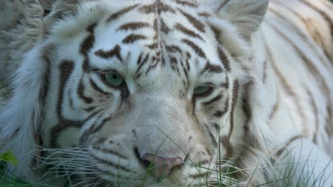 Nahaufnahme-Des-Weißen-Bengalischen-Tigermännchens,-Das-Im-Gras-Ruht
