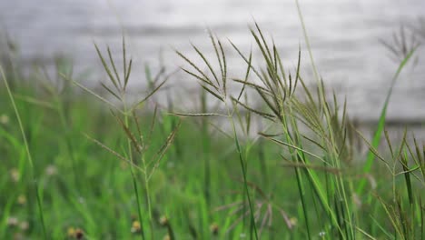 Close-up-of-Grass-Blowing-in-the-Wind-with-Water-in-the-Background-in-Thailand