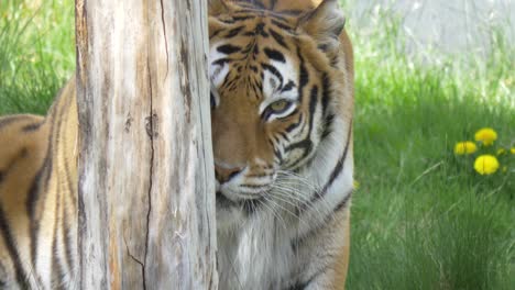 Female-Bengal-Tiger-hides-behind-a-tree-trunk-while-looking-for-prey---static,-close-up