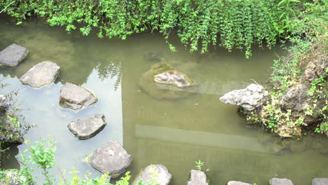 Die-Große-Schildkröte-Im-Teich