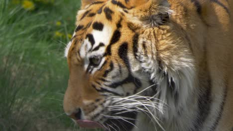 Big-Siberian-tiger-licking-his-mouth