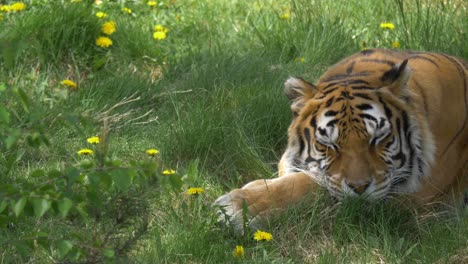 Bengal-Tiger-Ruht-Auf-Einer-Wiese-In-Sibirien,-Russland