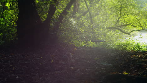 Forest-floor-in-shadows-of-soft-sunrise-as-squirrel-scavenges,-lens-flare