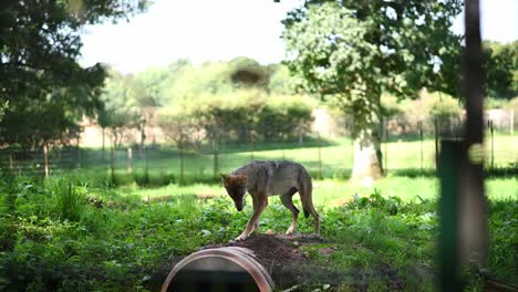 Grey-wolf-observing-rural-area-in-zoo-during-sunny-day---static-wide-shot