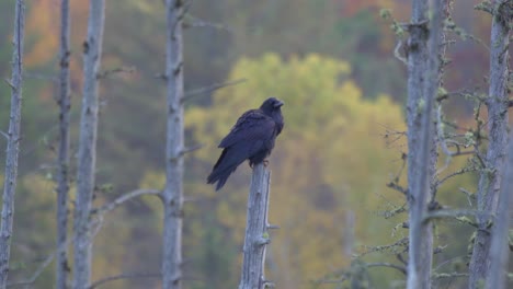 Closeup-Shot-Of-A-Perched-Common-Raven-In-Algonquin-Provincial-Park