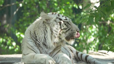 Weißer-Bengalischer-Tiger,-Der-Auf-Einer-Alten-Holzbrücke-In-Indien-Gähnt---Mittlere-Ganzkörperaufnahme-In-4k