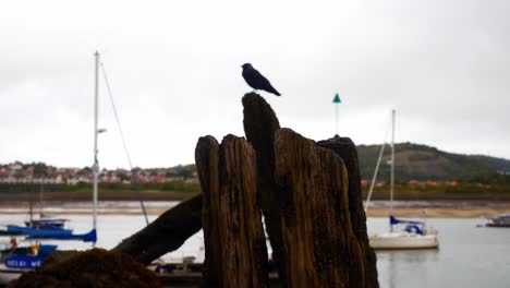 Spooky-black-raven-perched-on-derelict-driftwood-seaside-pier-slow-dolly-right