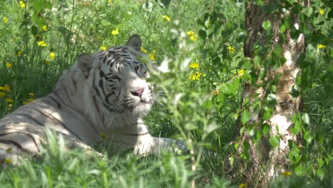 White-Bengal-tiger-yawning-under-a-tree-a-warm-summer-day-in-Siberia,-Russia---medium-wide-shot
