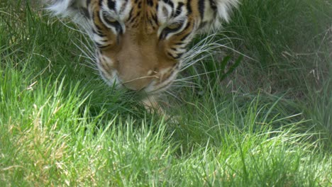 Bengal-tiger-smelling-and-tracking-pray-in-the-green-grass---handheld-tracking-shot-in-4k