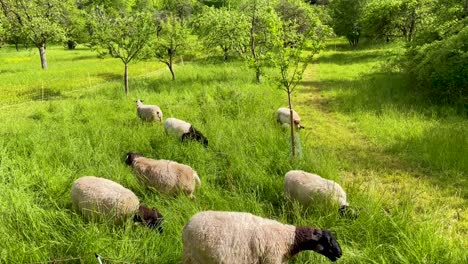 Cute-sheep-family-eating-grass-on-colorful-green-grass-field-in-Germany