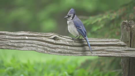 Beautiful-Blue-Jay-Perched-On-A-Fence-And-Puffing-Up-Its-Body