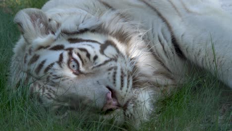 Großer-Weißer-Sibirischer-Tiger,-Der-Sich-In-4k-Den-Mund-Leckt---Nahaufnahme-Auf-Einem-Stativ