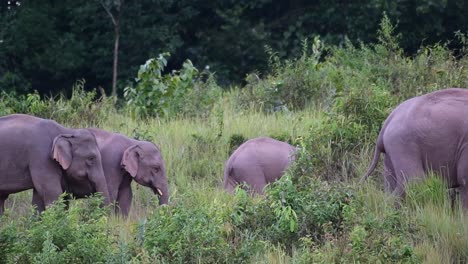 Eine-Herde-Geht-Nach-Rechts-Mit-Einem-Jungen-In-Der-Mitte-Kurz-Vor-Der-Dunkelheit,-Indischer-Elefant,-Elephas-Maximus-Indicus,-Thailand