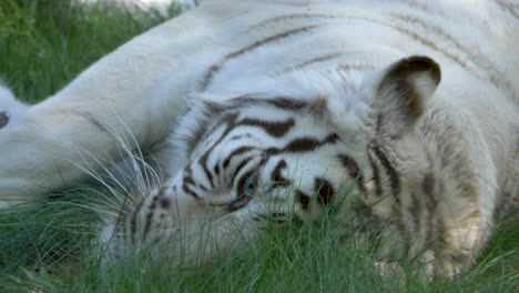 Verspielter-Weißer-Bengalischer-Tiger,-Der-Im-Gras-Herumrollt