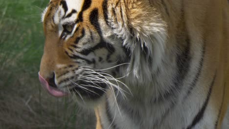 Bengal-tiger-licking-his-mouth