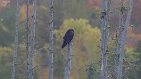 Slow-Motion-Shot-Of-A-Raven-During-Fall-In-Algonquin-Park