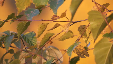 Buntes-Herbstlaub,-Rack-Fokus-Zwischen-Entfernten-Bäumen-Und-Blättern-In-Nahaufnahme,-Statische-Ansicht